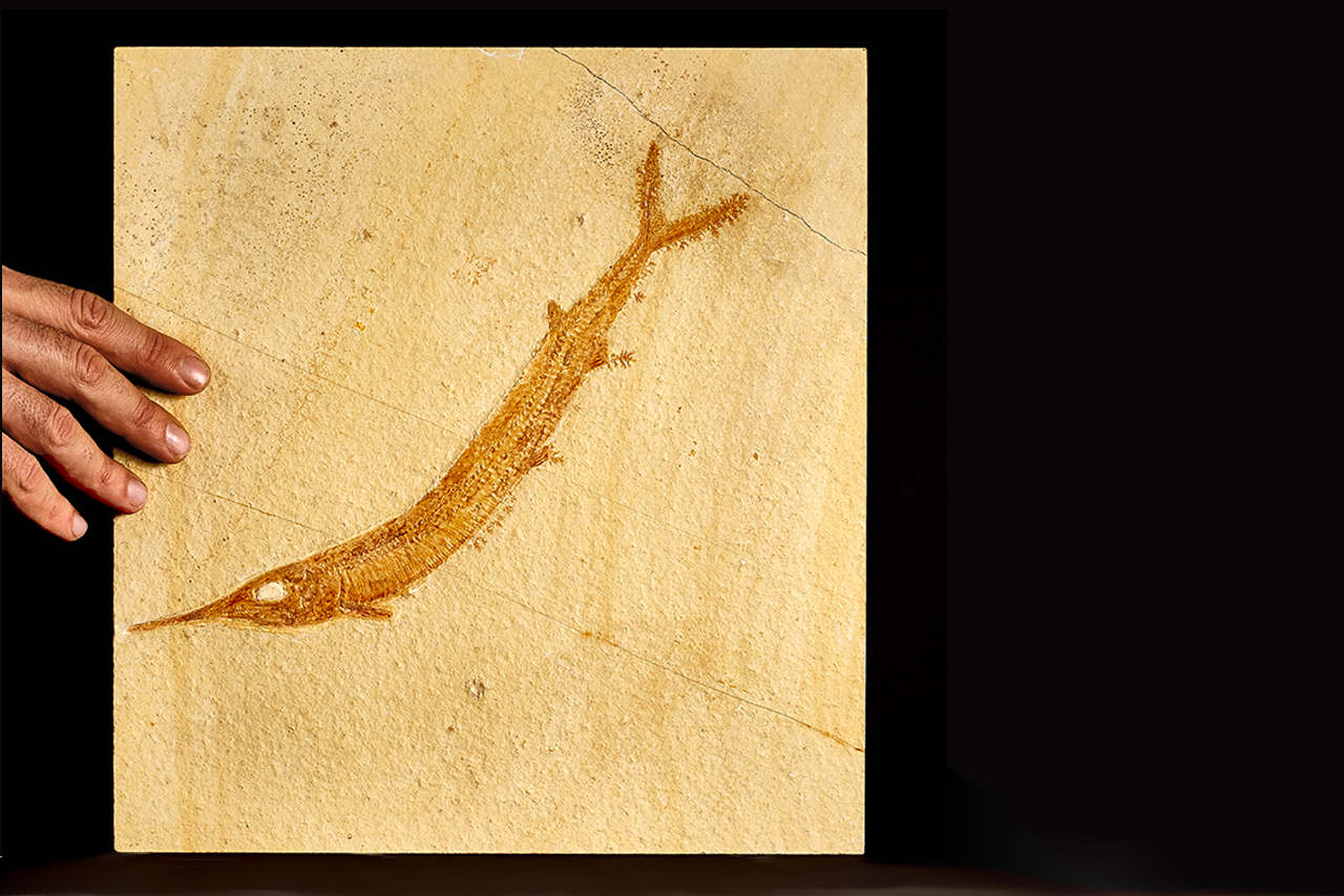 Prophila Collection Luxemburg 1168-1171 1987 Jahr der Umwelt Amphibien / Reptilien / Saurier kompl.Ausg. Briefmarken für Sammler